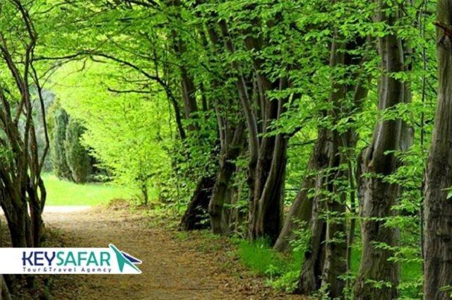 اضافه شدن 200 هکتار به سطح جنگل های همدان