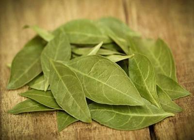 چند گیاه داروییِ ضدباکتری