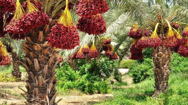 برداشت بیش از6هزار تن خرما در کرمان