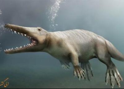 کشف فسیل 43 میلیون ساله یک نهنگ چهارپا!